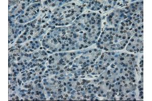 Immunohistochemical staining of paraffin-embedded pancreas tissue using anti-CD4mouse monoclonal antibody. (CD4 anticorps)