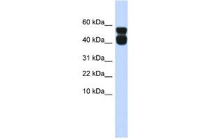 WB Suggested Anti-P2RX4 Antibody Titration:  0. (P2RX4 anticorps  (N-Term))