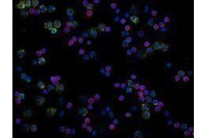 Immunofluorescence (IF) image for anti-CD19 Molecule (CD19) antibody (Alexa Fluor 488) (ABIN2657346) (CD19 anticorps  (Alexa Fluor 488))