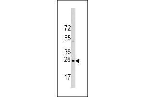 Western blot analysis of HSPB1 Antibody (S83) (ABIN391296 and ABIN2841333) in Hela cell line lysates (35 μg/lane). (HSP27 anticorps  (AA 61-90))