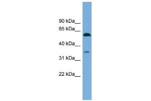 SAAL1 antibody used at 1 ug/ml to detect target protein. (SAAL1 anticorps  (N-Term))