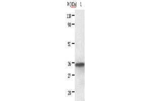 Western Blotting (WB) image for anti-Annexin A2 (ANXA2) antibody (ABIN2420981) (Annexin A2 anticorps)