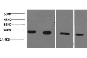 Western Blotting (WB) image for anti-Cyclophilin B (PPIB) antibody (ABIN5959334) (PPIB anticorps)