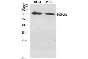 Western Blot (WB) analysis of specific cells using HSP A5 Polyclonal Antibody. (GRP78 anticorps  (C-Term))