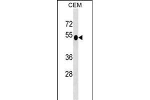 DUSP6 Antibody (N-term) (ABIN1539487 and ABIN2849153) western blot analysis in CEM cell line lysates (35 μg/lane). (DUSP6 anticorps  (N-Term))