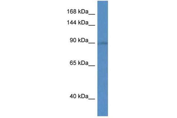 SLC9A5 anticorps  (C-Term)
