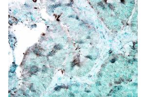 Immunohistochemistry analysis using Mouse Anti-Hsp90 Monoclonal Antibody, Clone 4F3. (HSP90 anticorps  (Atto 488))