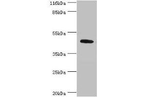 Western blot All lanes: ATG4A antibody at 2 μg/mL + Mouse brain tissue Secondary Goat polyclonal to rabbit IgG at 1/10000 dilution Predicted band size: 46, 39, 37, 43 kDa Observed band size: 46 kDa (ATG4A anticorps  (AA 1-214))