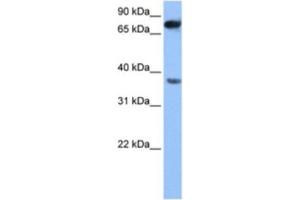 Western Blotting (WB) image for anti-Zinc Finger, CCHC Domain Containing 12 (ZCCHC12) antibody (ABIN2463550) (ZCCHC12 anticorps)