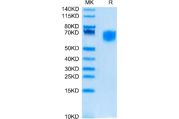 SIRPA Protein (AA 31-370) (His tag)