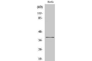 Western Blotting (WB) image for anti-Cyclin H (CCNH) (Ser212) antibody (ABIN3179986) (Cyclin H anticorps  (Ser212))