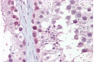 Anti-MRE11A / MRE11 antibody IHC staining of human testis. (Mre11 anticorps)