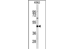 Western blot analysis of EIF4A2 Antibody in K562 cell line lysates (35ug/lane) (EIF4A2 anticorps  (C-Term))