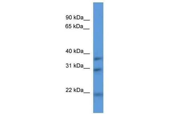 NECAP1 anticorps  (N-Term)