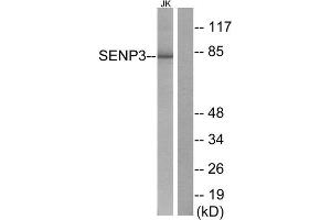 Western Blotting (WB) image for anti-SUMO/sentrin Specific Peptidase 3 (SENP3) (N-Term) antibody (ABIN1848842) (SENP3 anticorps  (N-Term))