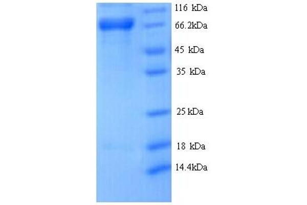 DNAJC10 Protein (AA 1-656, full length) (His tag)