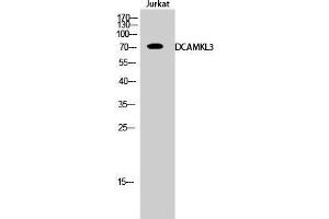 Western Blot (WB) analysis of Jurkat cells using DCAMKL3 Polyclonal Antibody. (DCLK3 anticorps  (Internal Region))