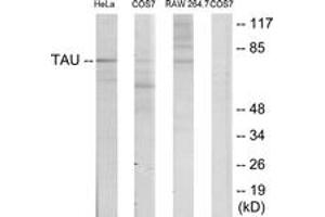 Western blot analysis of extracts from HeLa/COS7/RAW246. (tau anticorps  (AA 526-575))