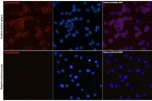 Immunofluorescence analysis of Daudi and Jurkat(Negative sample) cells using CD79a Rabbit mAb (ABIN7265805) at dilution of 1:50 (40x lens). (CD79a anticorps)