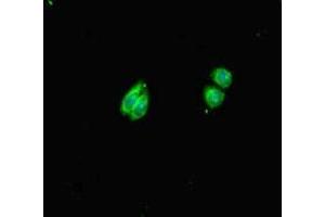 Immunofluorescent analysis of HepG2 cells using ABIN7155018 at dilution of 1:100 and Alexa Fluor 488-congugated AffiniPure Goat Anti-Rabbit IgG(H+L) (HS6ST1 anticorps  (AA 3-133))