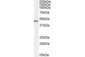 Western Blotting (WB) image for anti-Pancreas Specific Transcription Factor, 1a (PTF1A) (AA 283-293) antibody (ABIN291359) (PTF1A anticorps  (AA 283-293))