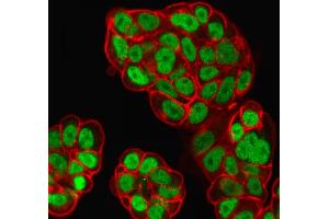 Immunofluorescent analysis of PFA-fixed MCF-7 cells labeled with FOXA1 Mouse Monoclonal Antibody (FOXA1/1519) followed by goat anti-mouse IgG-CF488. (FOXA1 anticorps  (AA 372-472))