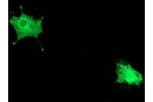 Image no. 3 for anti-Polymerase (RNA) II (DNA Directed) Polypeptide E, 25kDa (POLR2E) antibody (ABIN1500336) (POLR2E anticorps)