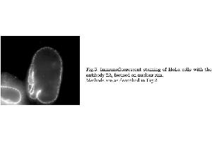 Immunofluorescence (IF) image for anti-Nucleoporin 62kDa (NUP62) (AA 1-179), (Phenylalanine-Glycine Repeat) antibody (ABIN2452063)