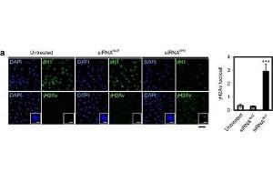 dH1 depletion induces DNA damage. (Histone H2A Variant (HIS2AV) (Internal Region), (pSer137) anticorps)