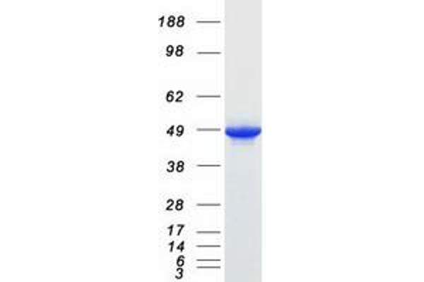 PPME1 Protein (Myc-DYKDDDDK Tag)