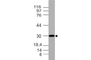 Image no. 1 for anti-Homeobox A9 (HOXA9) (AA 63-272) antibody (ABIN5027257) (HOXA9 anticorps  (AA 63-272))