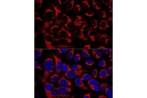 Confocal immunofluorescence analysis of U2OS cells using OCI Polyclonal Antibody  at dilution of 1:100. (OCIAD1 anticorps  (AA 1-245))