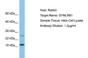 Western Blotting (WB) image for anti-Dynein, Light Chain, Roadblock Type 1 (DYNLRB1) (N-Term) antibody (ABIN970574) (DYNLRB1 anticorps  (N-Term))