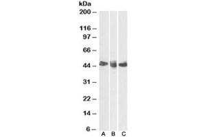 Western blot testing of human spleen [A], tonsil [B] and thymus [C] lysates with CD27 antibody at 0. (CD27 anticorps)