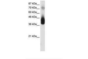 Image no. 1 for anti-Jun B Proto-Oncogene (JUNB) (N-Term) antibody (ABIN202298) (JunB anticorps  (N-Term))
