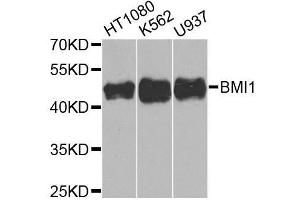 Western blot analysis of extracts of various cell lines, using BMI1 antibody (ABIN5970044) at 1/1000 dilution. (BMI1 anticorps)