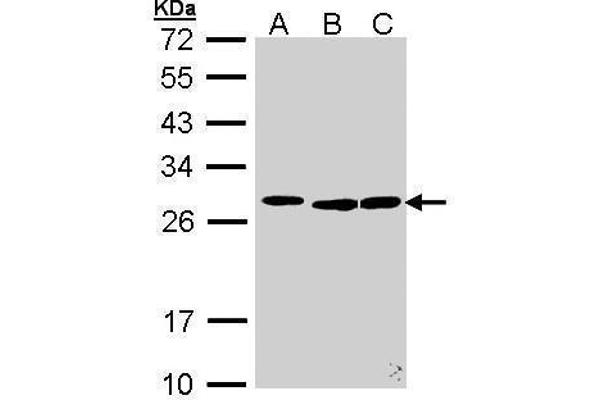 SFRS9 anticorps  (Center)