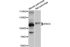 Western blot analysis of extracts of various cell lines, using DSG4 antibody (ABIN5997626) at 1/1000 dilution. (Desmoglein 4 anticorps)
