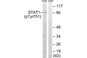 Western Blotting (WB) image for anti-Signal Transducer and Activator of Transcription 1, 91kDa (STAT1) (pTyr701) antibody (ABIN1847533) (STAT1 anticorps  (pTyr701))