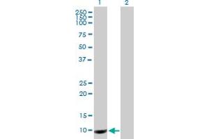 Western Blot analysis of PROK1 expression in transfected 293T cell line by PROK1 MaxPab polyclonal antibody. (Prokineticin 1 anticorps  (AA 1-105))