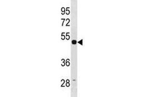 TUBG1 antibody western blot analysis in HepG2 lysate. (TUBG1 anticorps  (AA 23-51))