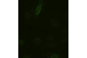 Immunofluorescence (IF) image for anti-Interleukin 6 (IL6) (AA 29-212) antibody (ABIN1491342) (IL-6 anticorps  (AA 29-212))