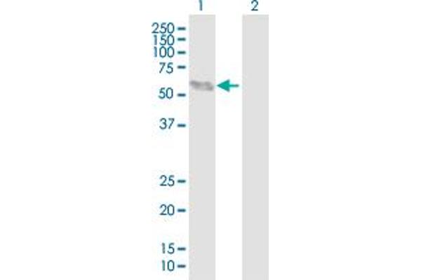 BCL6B anticorps  (AA 1-480)