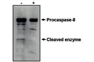 Image no. 1 for anti-Caspase 8 (CASP8) antibody (ABIN201604) (Caspase 8 anticorps)
