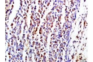 Paraformaldehyde-fixed, paraffin embedded mouse embryo tissue, Antigen retrieval by boiling in sodium citrate buffer(pH6) for 15min, Block endogenous peroxidase by 3% hydrogen peroxide for 30 minutes, Blocking buffer (normal goat serum) at 37°C for 20min, Antibody incubation with CD19 Polyclonal Antibody, Unconjugated  at 1:500 overnight at 4°C, followed by a conjugated secondary and DAB staining (CD19 anticorps  (AA 485-556))