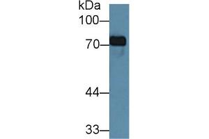 Detection of TF in Porcine Kidney lysate using Monoclonal Antibody to Transferrin (TF) (Transferrin anticorps  (AA 318-453))