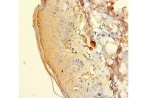 Immunohistochemistry of paraffin-embedded human adrenal gland tissue using HTR2A Antibody at dilution 1:100. (HTR2A anticorps  (AA 385-471))