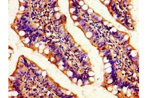 Immunohistochemistry of paraffin-embedded human small intestine tissue using ABIN7172574 at dilution of 1:100 (MAF anticorps  (AA 55-180))