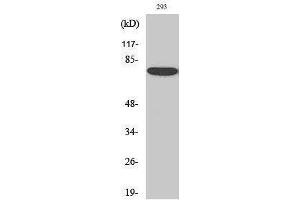 Western Blotting (WB) image for anti-Annexin A6 (ANXA6) (N-Term) antibody (ABIN3183291) (ANXA6 anticorps  (N-Term))