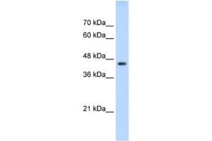 Western Blotting (WB) image for anti-TEA Domain Family Member 3 (TEAD3) antibody (ABIN2461689) (TEAD3 anticorps)